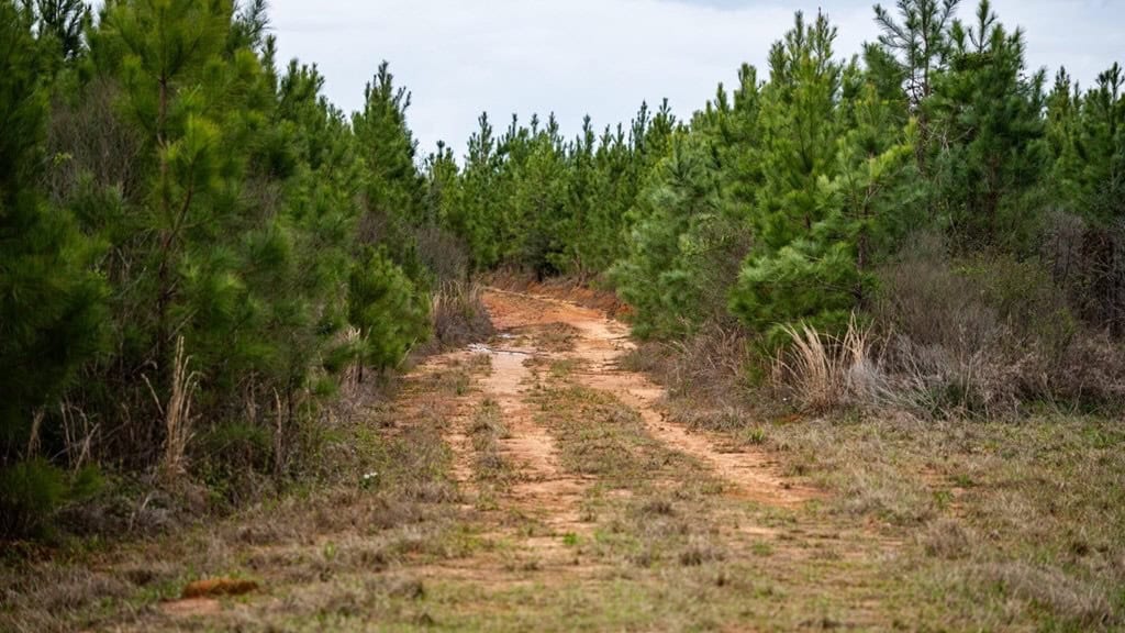 Affordable Hunting Property in Amite County