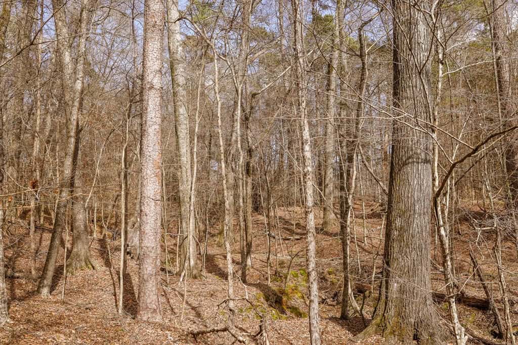 Land for Sale in Warren County, MS