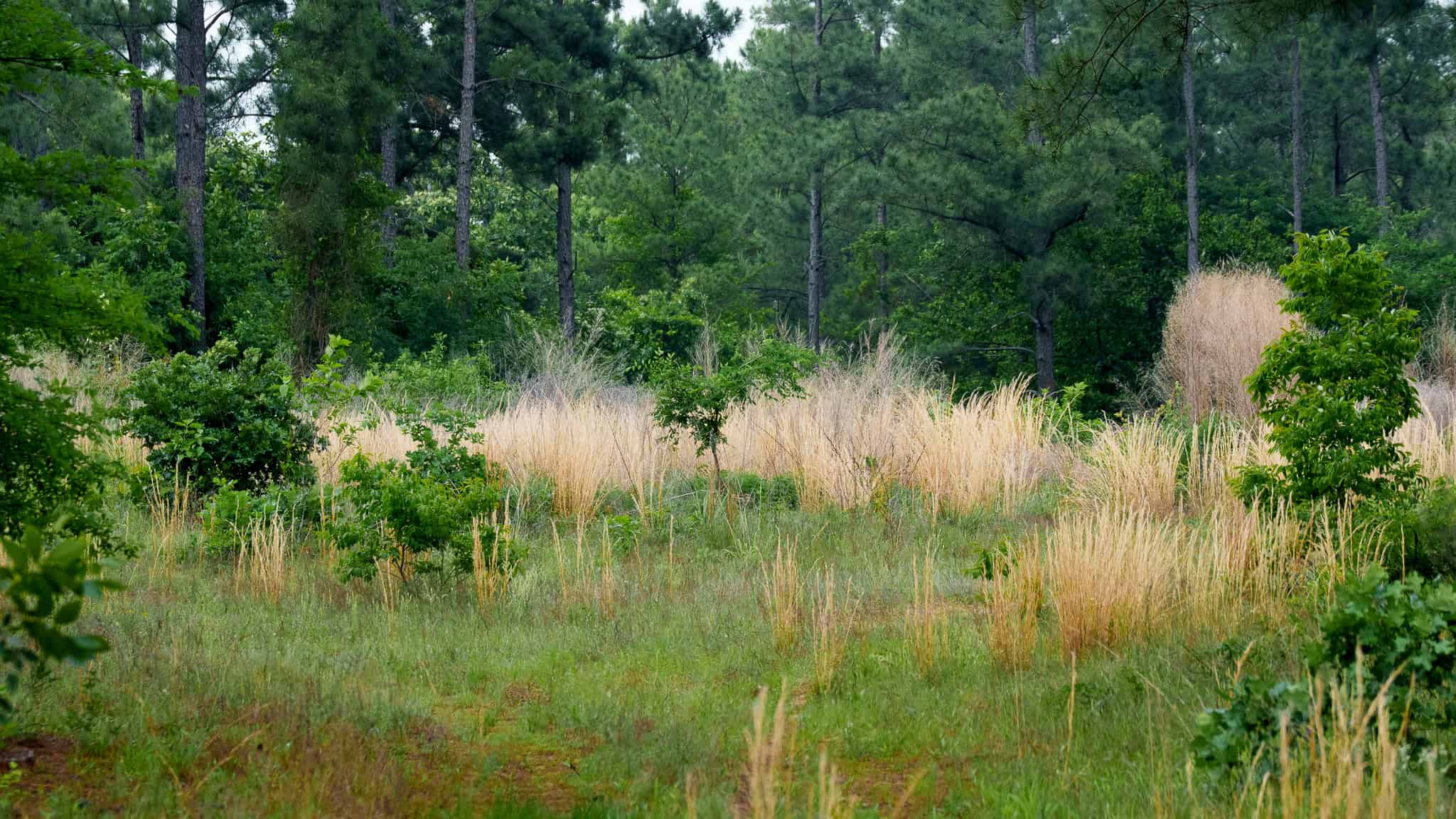 Premier East Texas Hunting & Timberland for Sale – 699 Acres in Ben Wheeler, TX