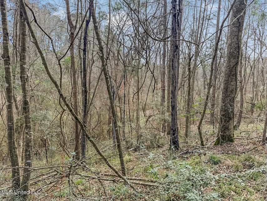 20 Acres and Cabin Adjoining Homochitto National Forest