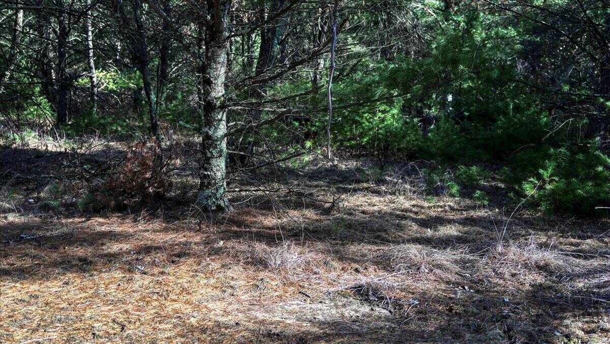 Premier Hunting and Recreational Property in Monroe County