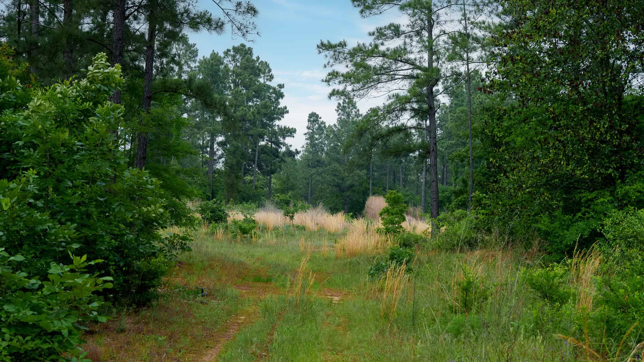 Premier East Texas Hunting & Timberland for Sale – 699 Acres in Ben Wheeler, TX