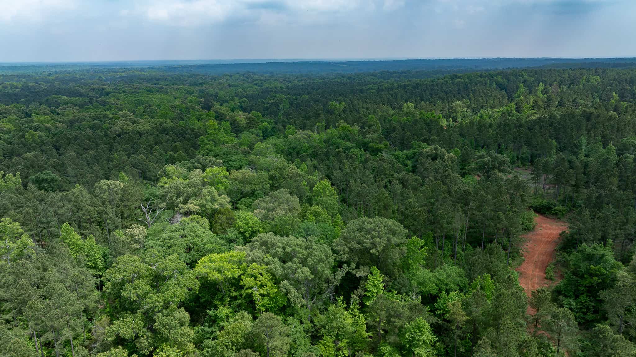 Premier East Texas Hunting & Timberland for Sale – 699 Acres in Ben Wheeler, TX
