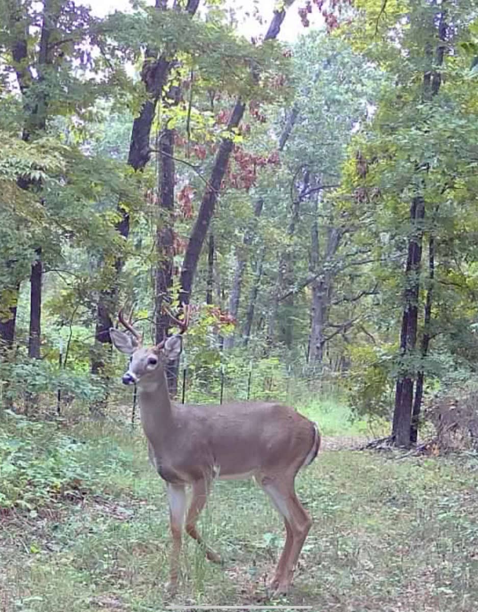 Acreage for Sale in Salem, Missouri