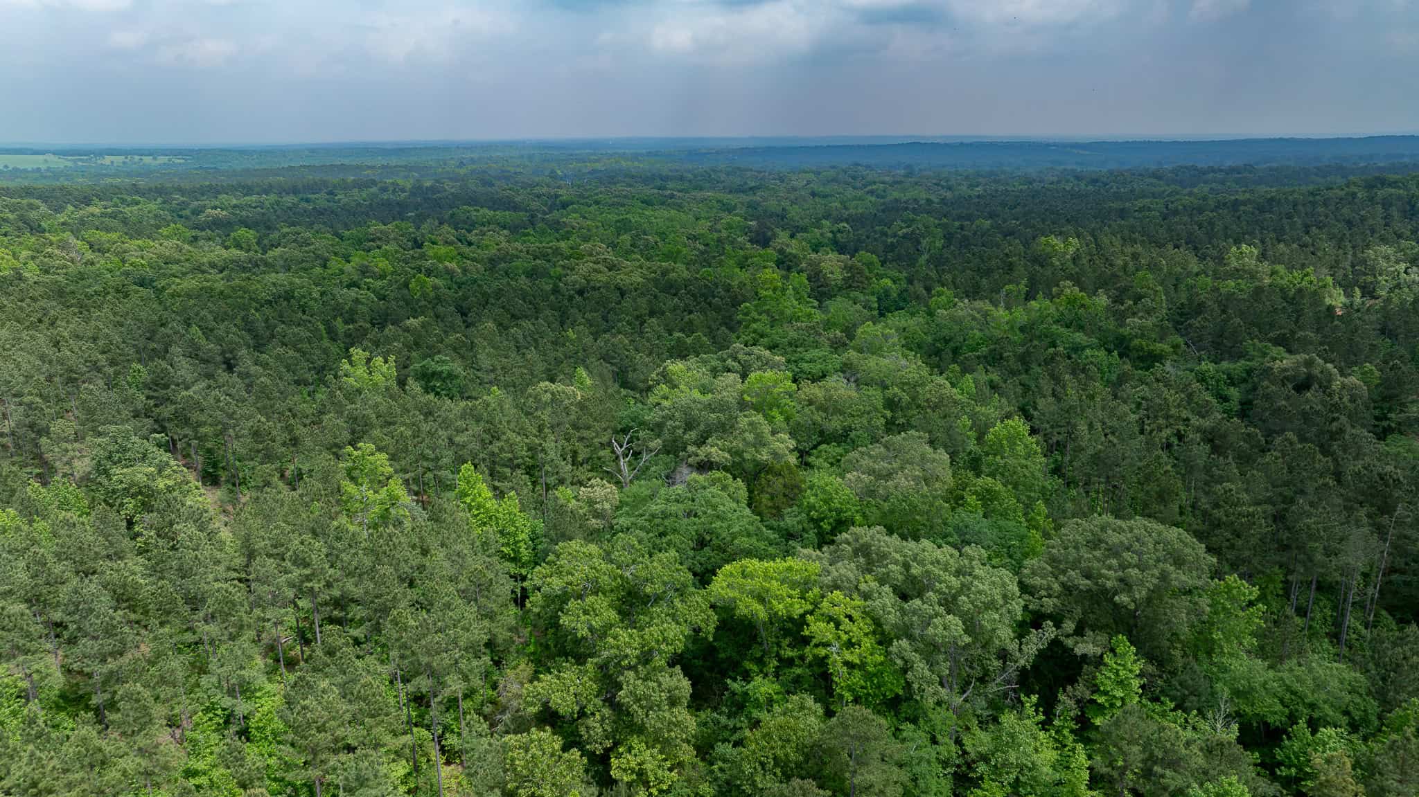 Premier East Texas Hunting & Timberland for Sale – 699 Acres in Ben Wheeler, TX