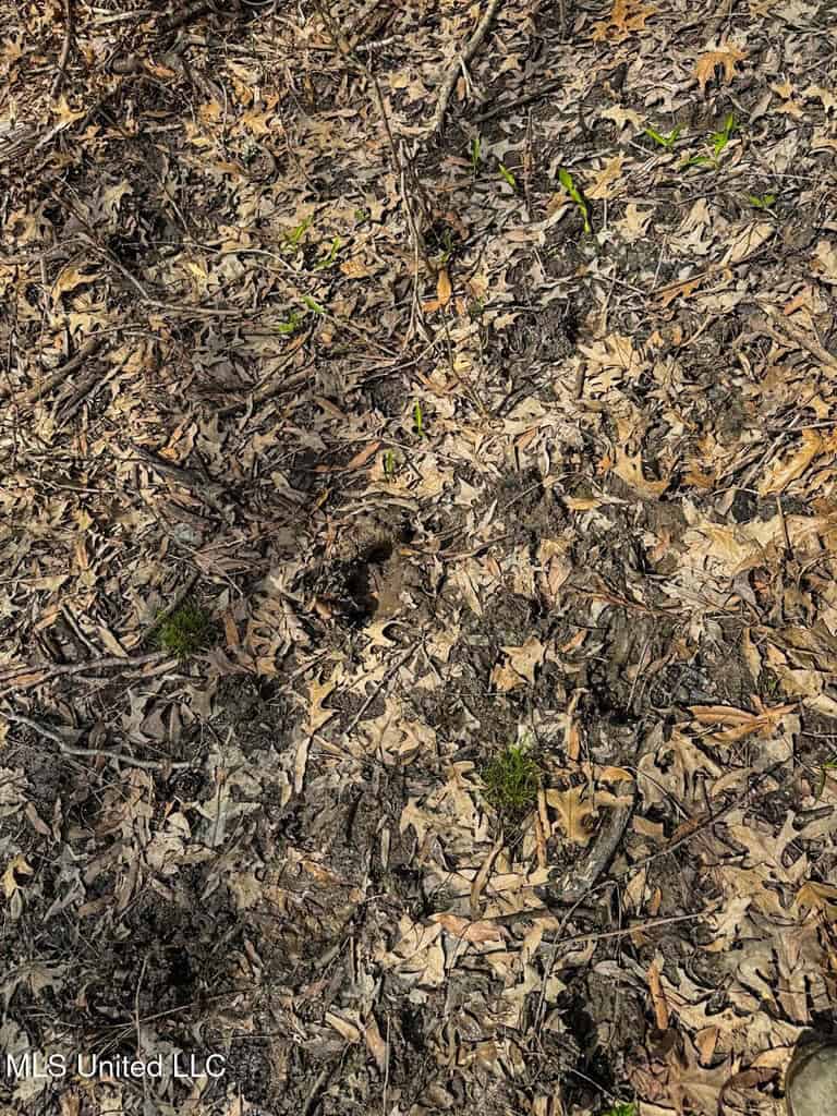 Affordable Deer/Duck Combination in Concordia Parish