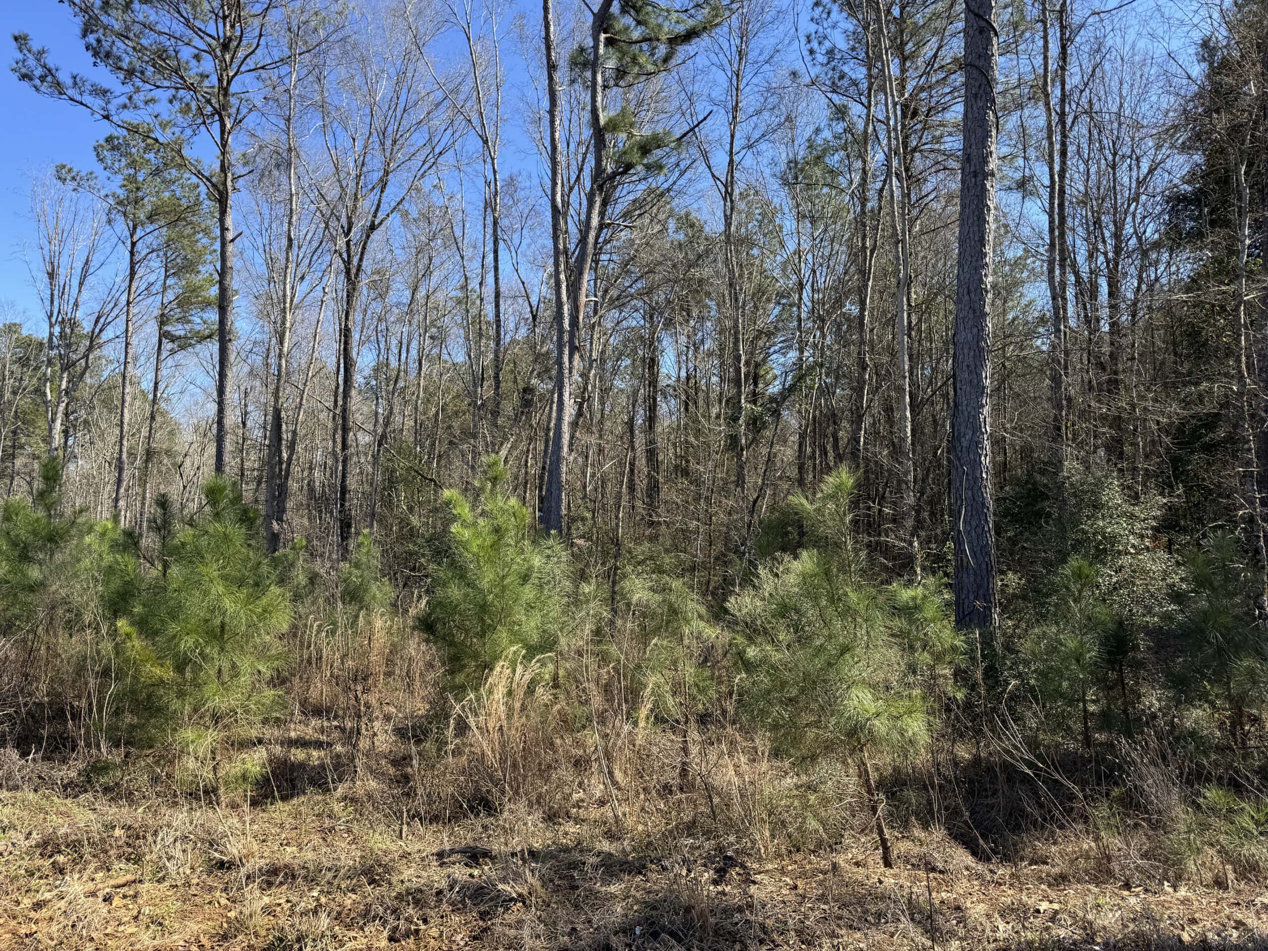Woodville 101 – SW Lincoln Parish Timber Tract