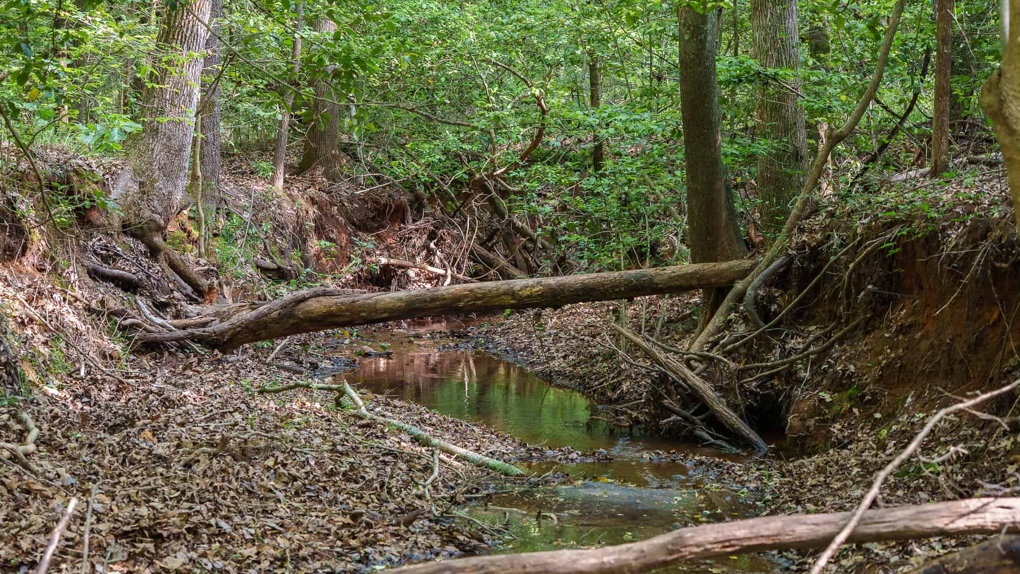 Premier East Texas Hunting & Timberland for Sale – 699 Acres in Ben Wheeler, TX