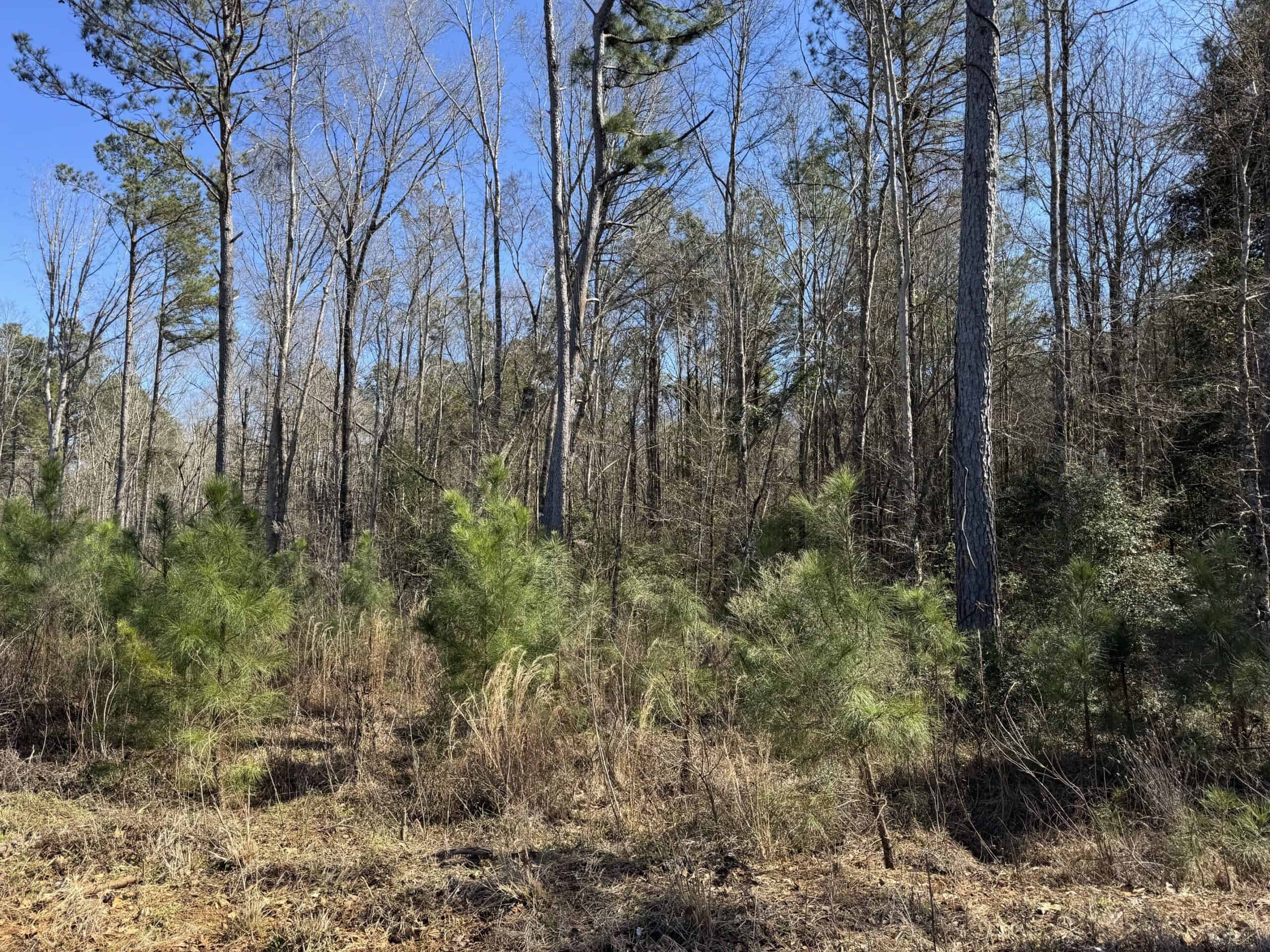Woodville 54 – SW Lincoln Parish Timber Tract