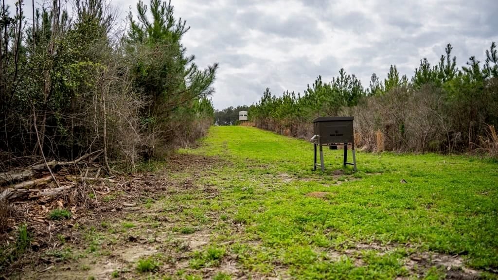 Affordable Hunting Property in Amite County