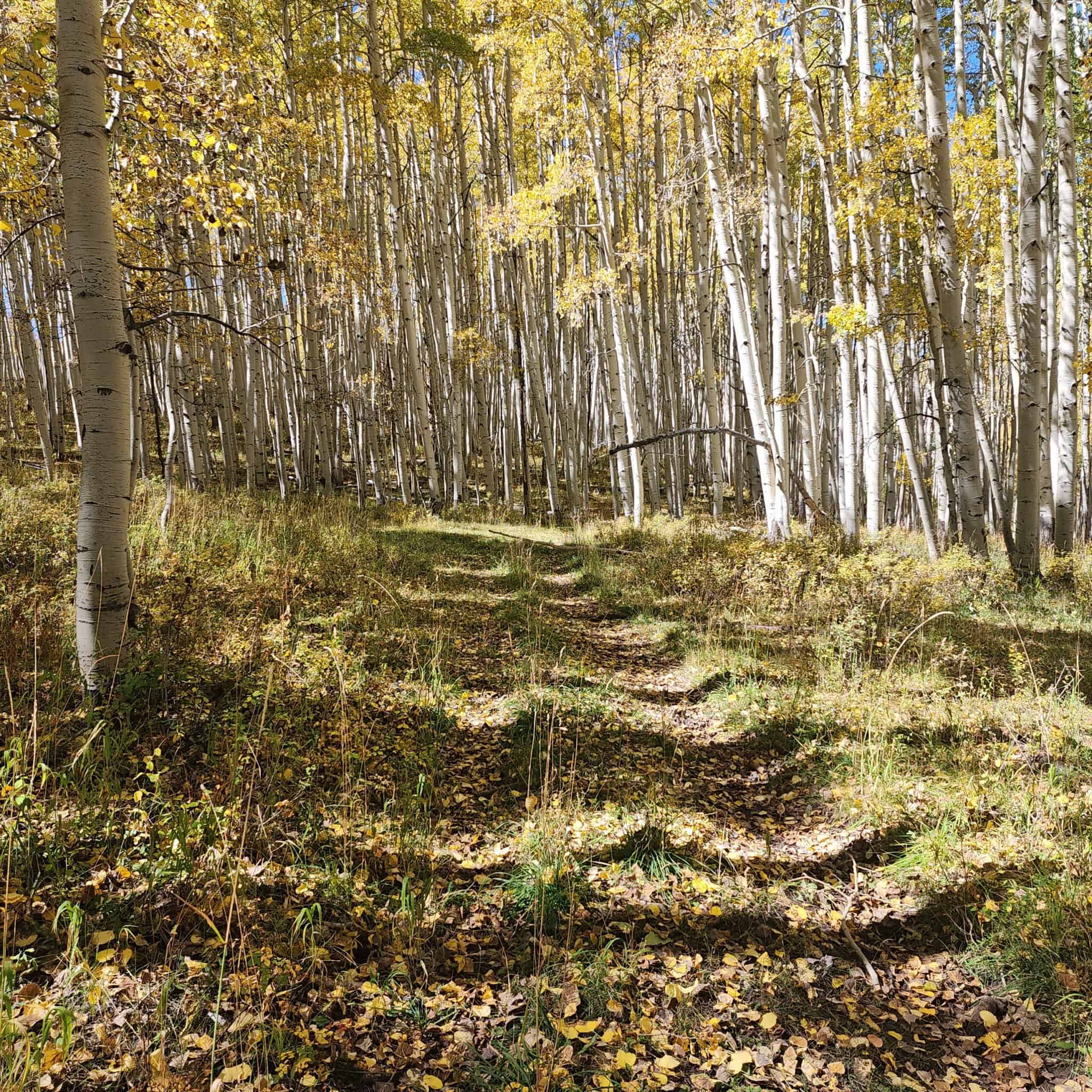 Colorado Hunting Property for Sale