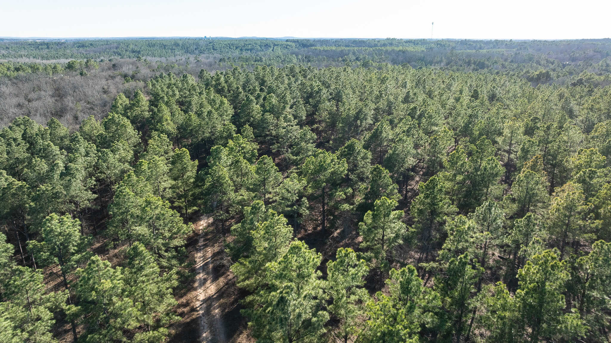 Premier East Texas Hunting & Timberland for Sale – 699 Acres in Ben Wheeler, TX