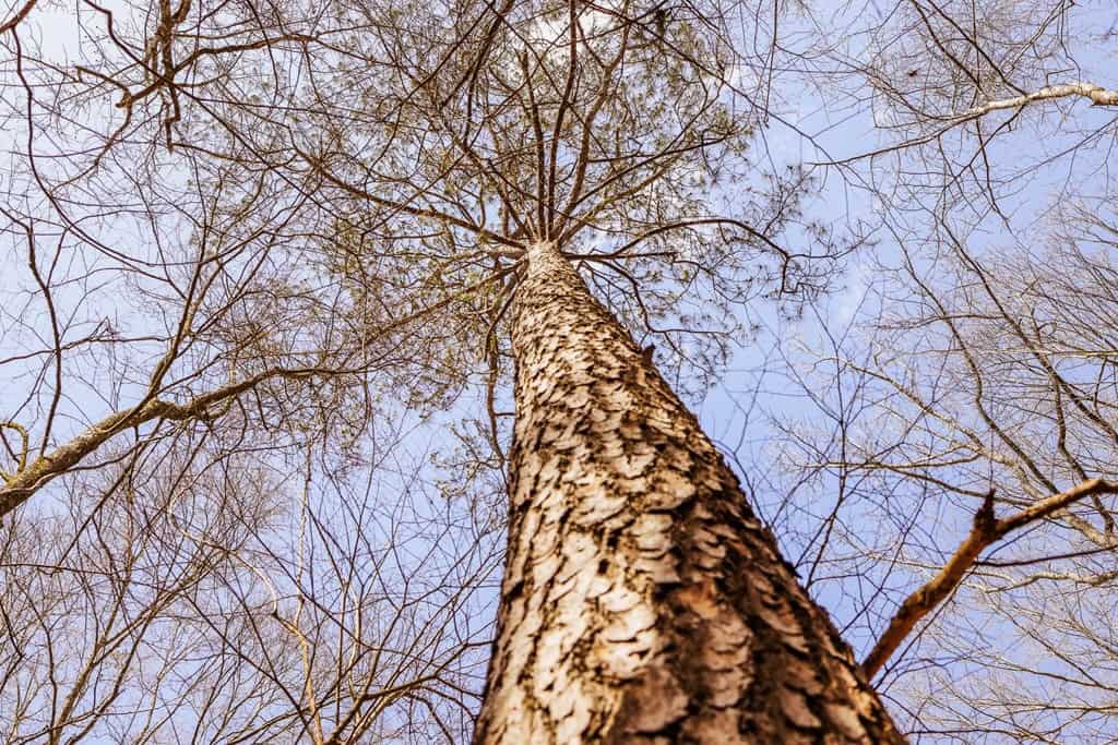 Land for Sale in Warren County, MS