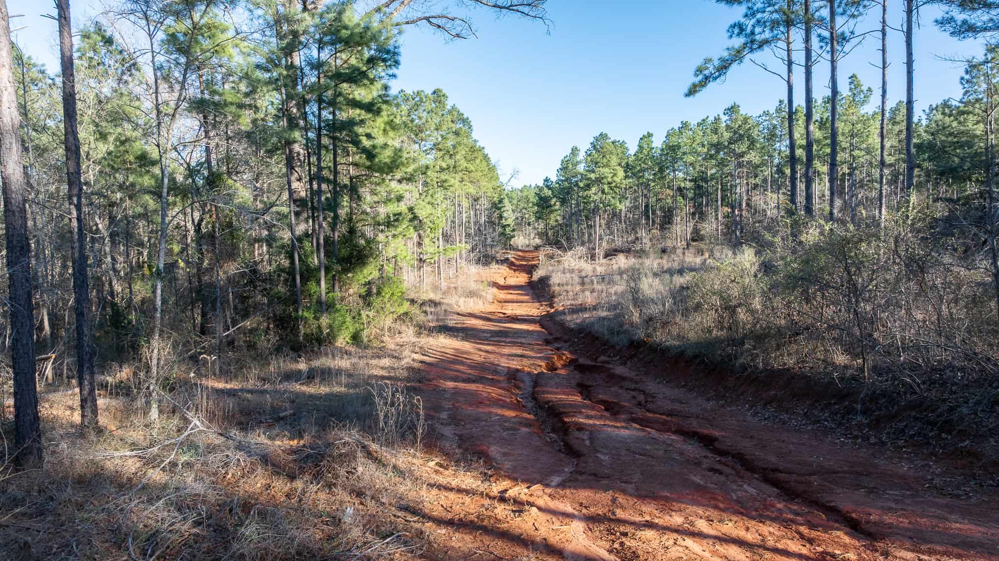 Premier East Texas Hunting & Timberland for Sale – 699 Acres in Ben Wheeler, TX