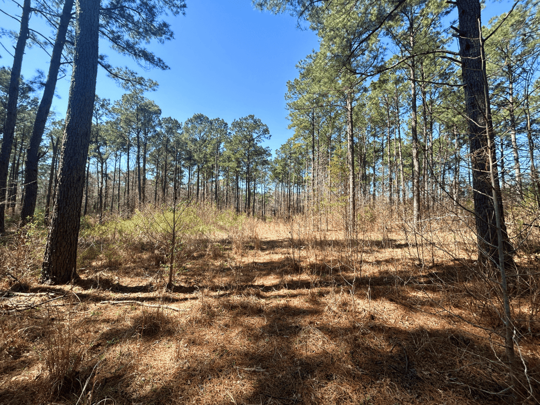 East Texas Timberland and Recreational Tract