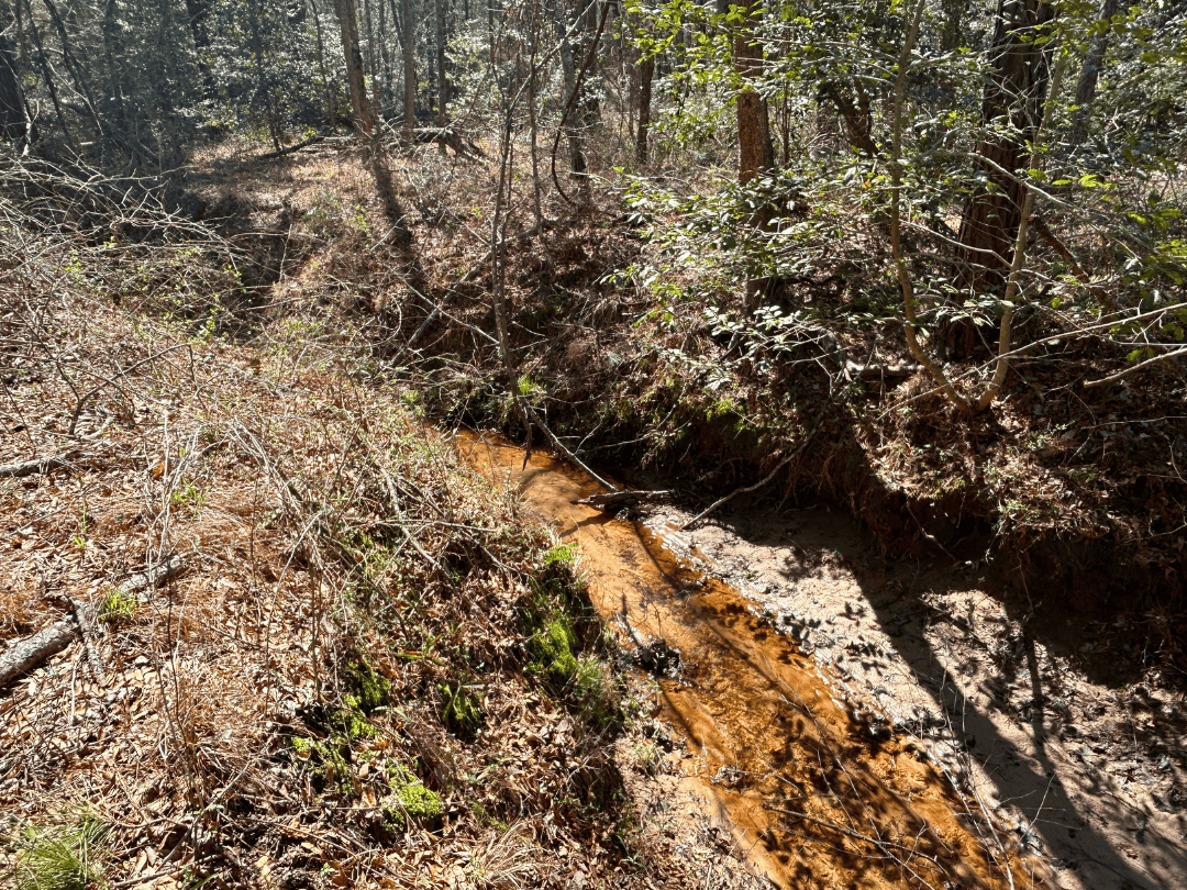 East Texas Land For Sale – Timber Investment & Hunting Property