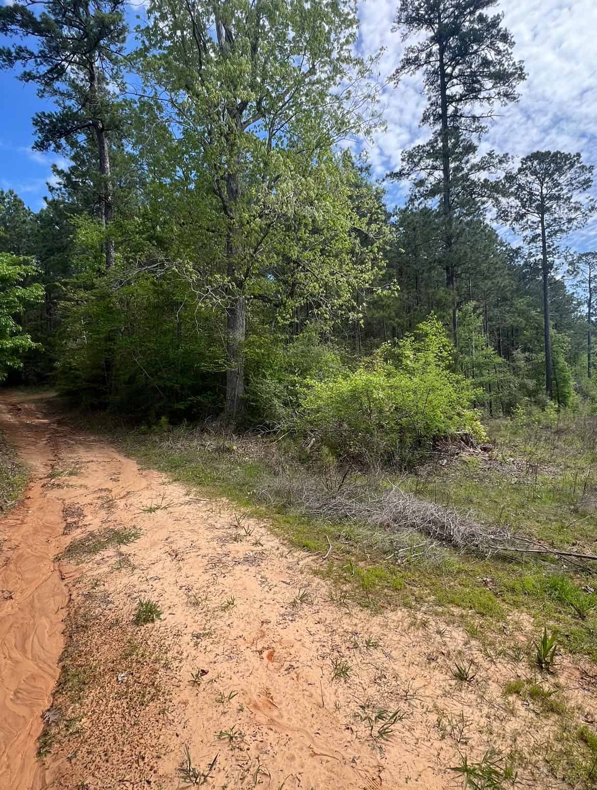 60 Acre Jackson Parish Timberland & Hunting Property