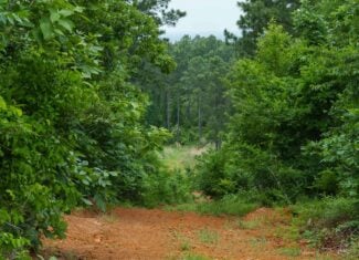 Premier East Texas Hunting & Timberland for Sale – 699 Acres in Ben Wheeler, TX