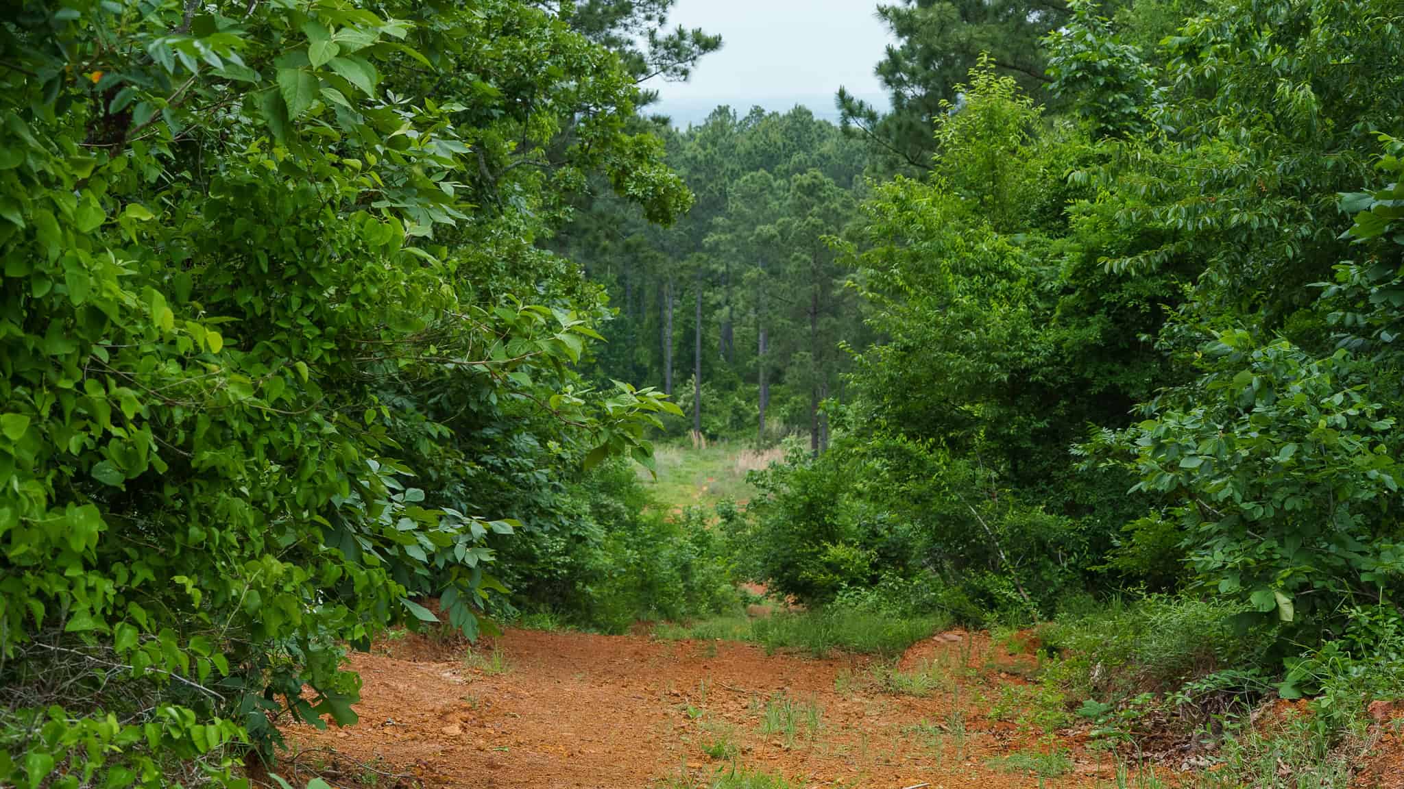 Premier East Texas Hunting & Timberland for Sale – 699 Acres in Ben Wheeler, TX