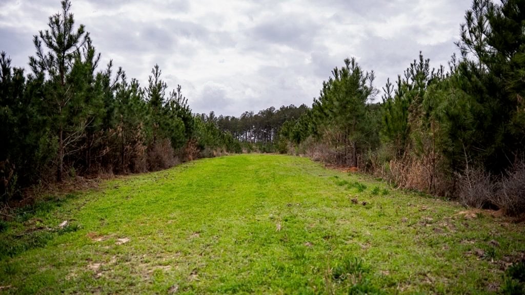 Affordable Hunting Property in Amite County