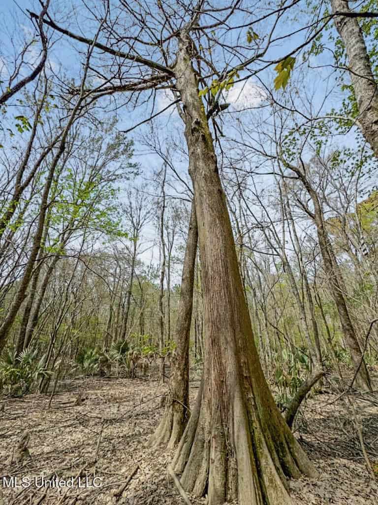 Affordable Deer/Duck Combination in Concordia Parish