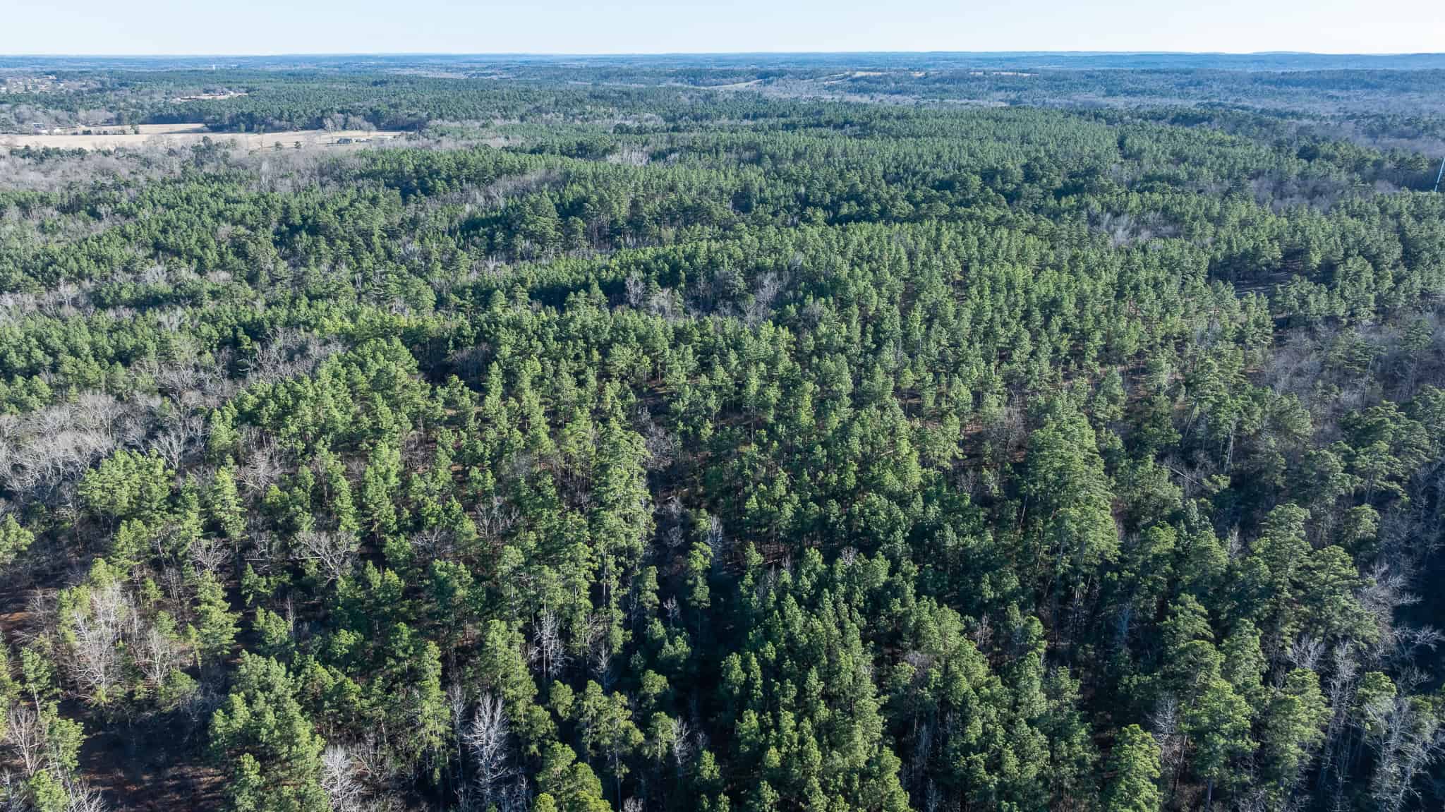 Premier East Texas Hunting & Timberland for Sale – 699 Acres in Ben Wheeler, TX
