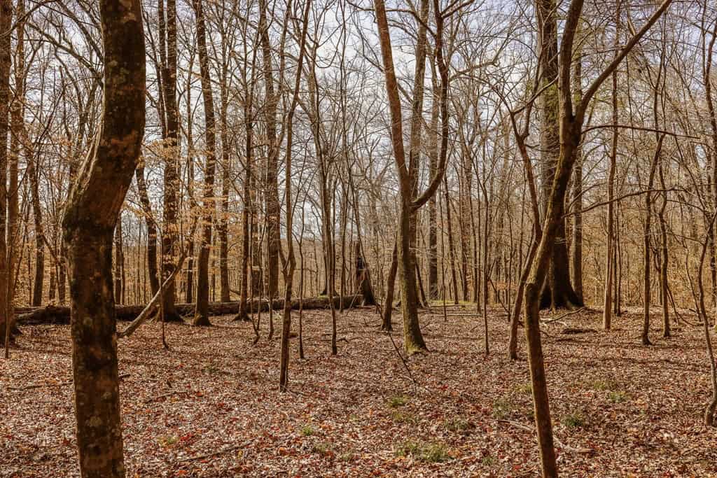 Land for Sale in Warren County, MS