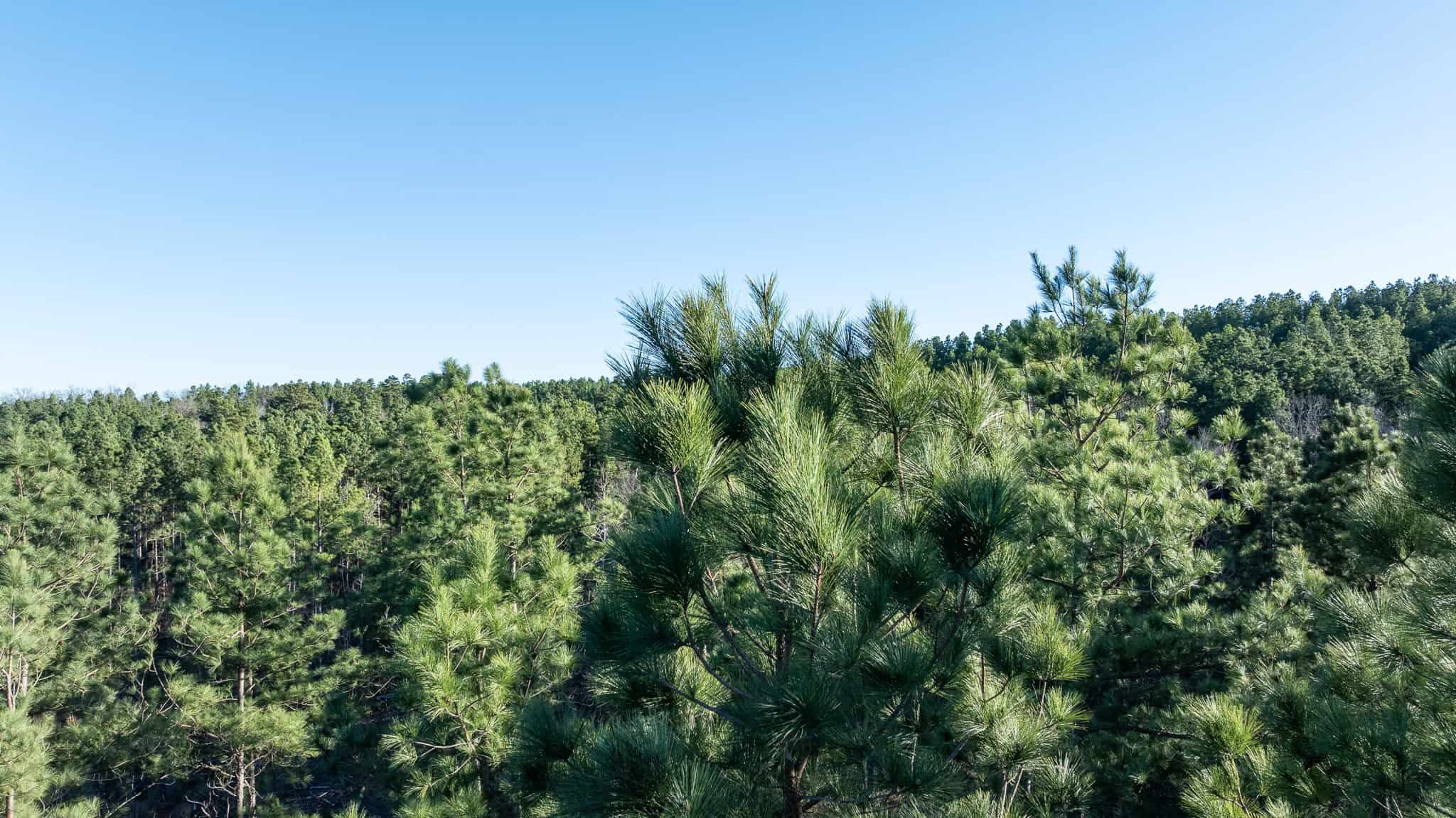 Premier East Texas Hunting & Timberland for Sale – 699 Acres in Ben Wheeler, TX