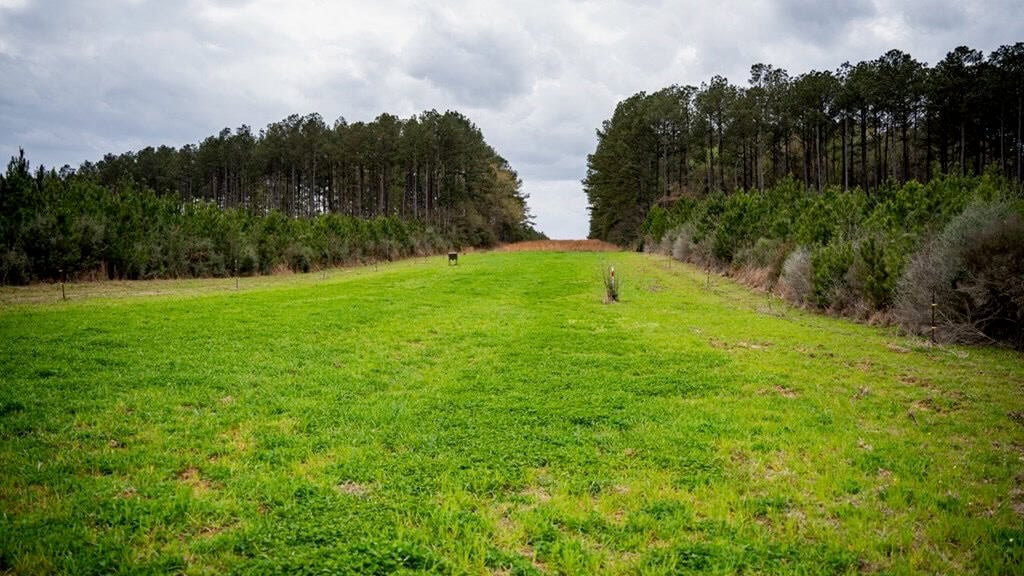 Affordable Hunting Property in Amite County