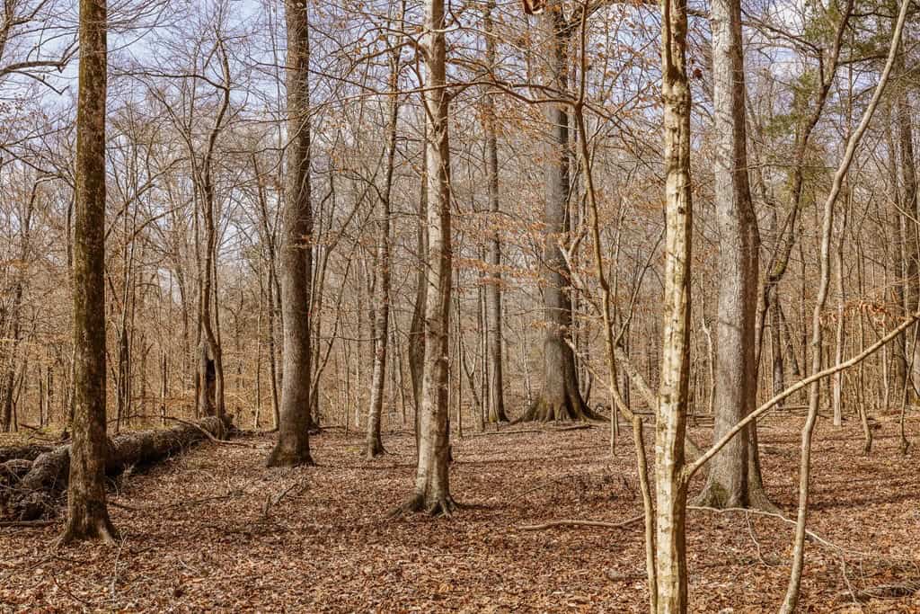 Land for Sale in Warren County, MS