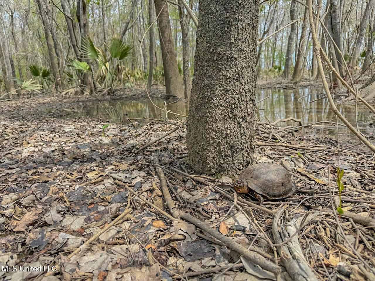 Affordable Deer/Duck Combination in Concordia Parish