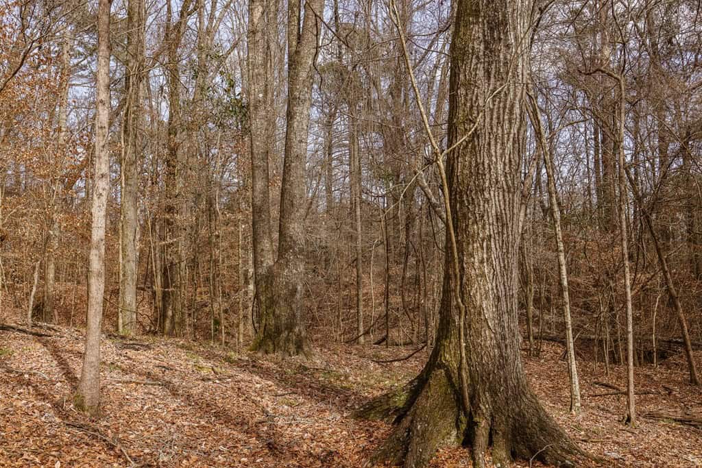 Land for Sale in Warren County, MS
