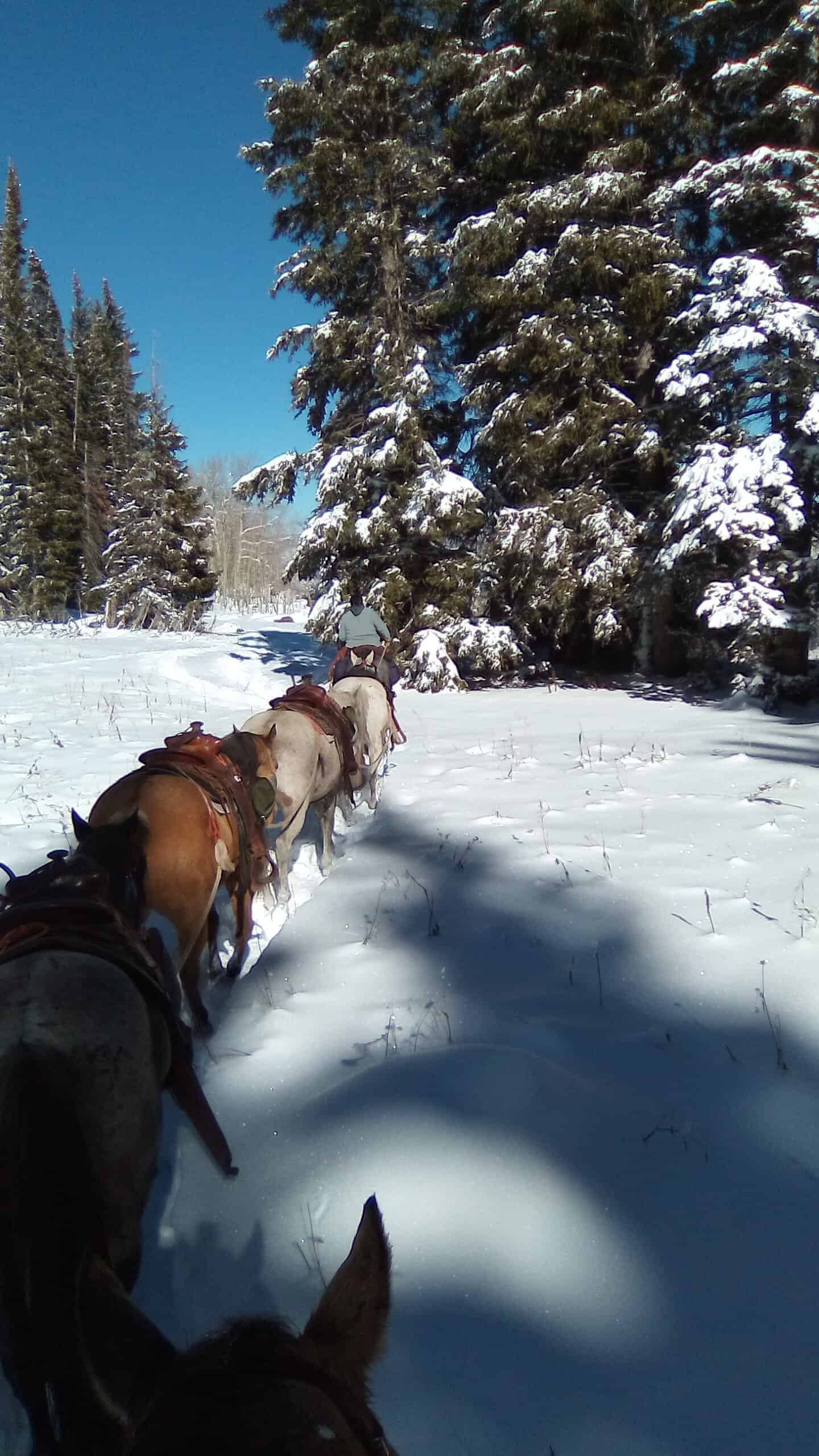 Colorado Outfitting Business for Sale Accessing National Forest