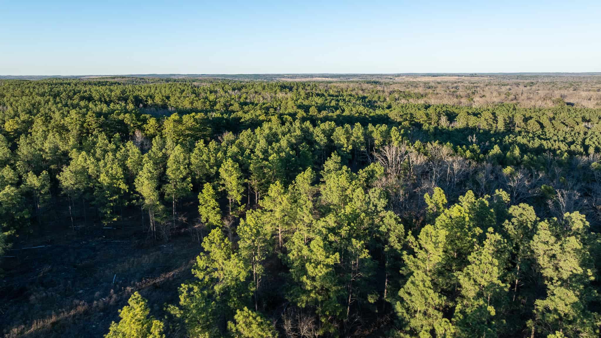 Premier East Texas Hunting & Timberland for Sale – 699 Acres in Ben Wheeler, TX