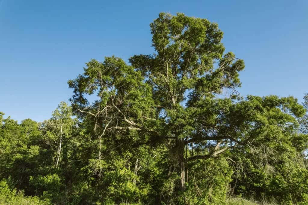 1001 Travelers Rest Road
