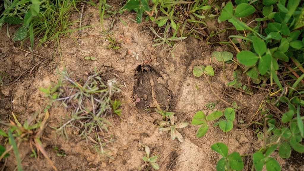 Affordable Hunting Property in Amite County