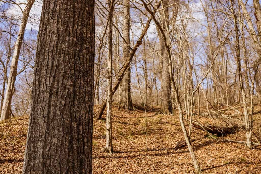Land for Sale in Warren County, MS