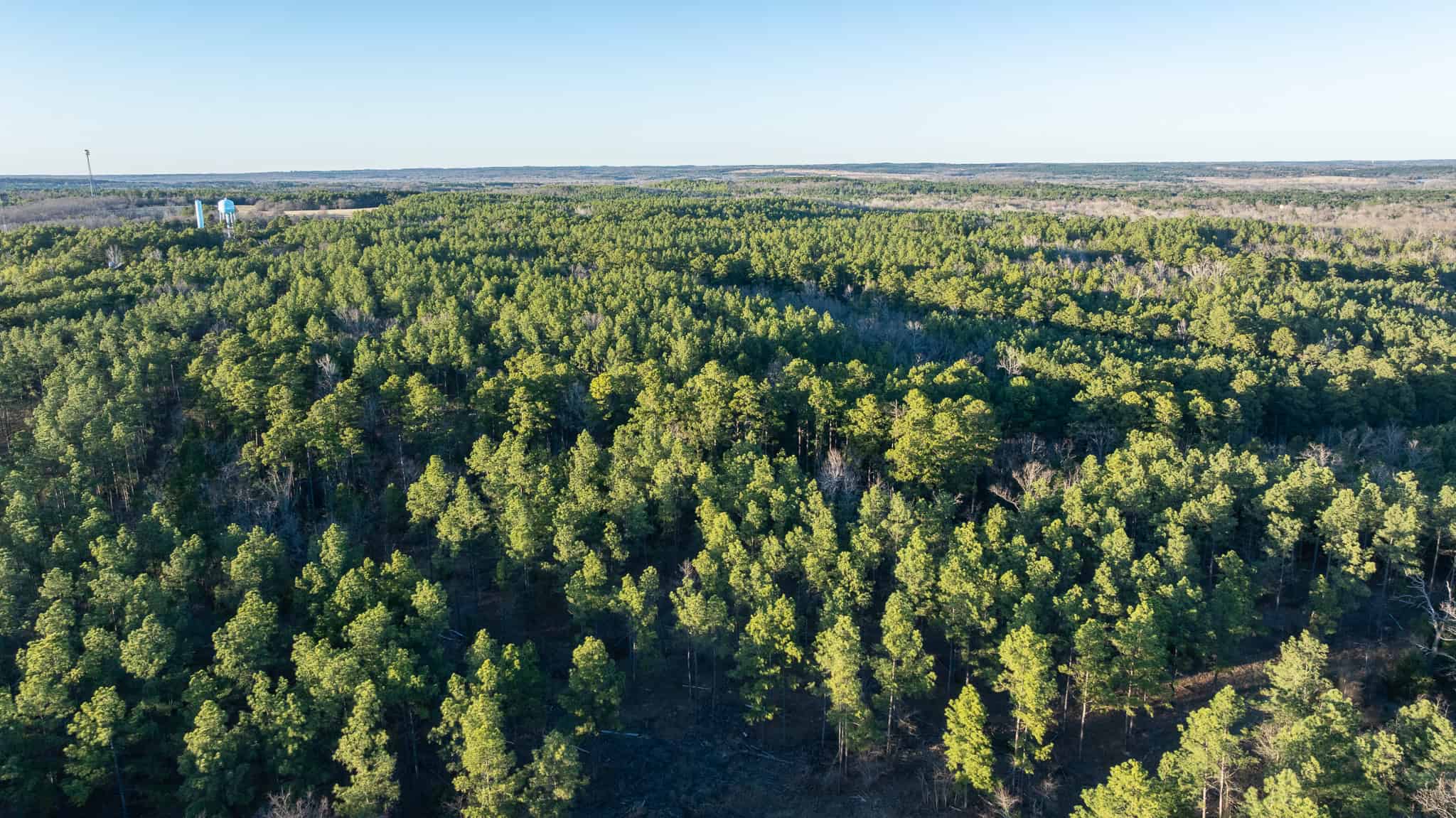 Premier East Texas Hunting & Timberland for Sale – 699 Acres in Ben Wheeler, TX