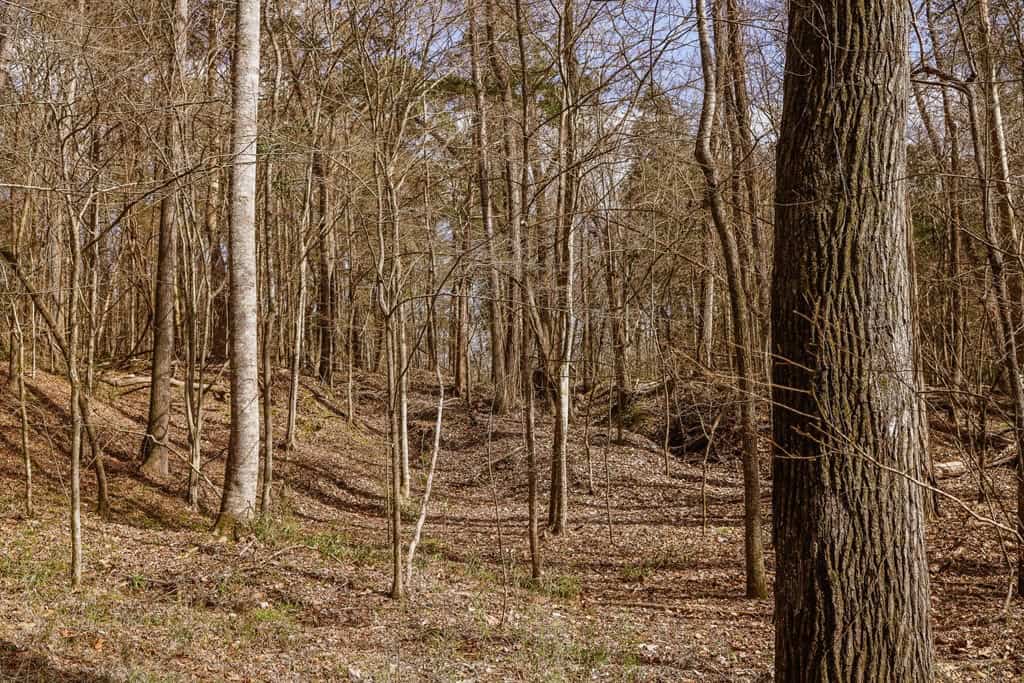 Land for Sale in Warren County, MS