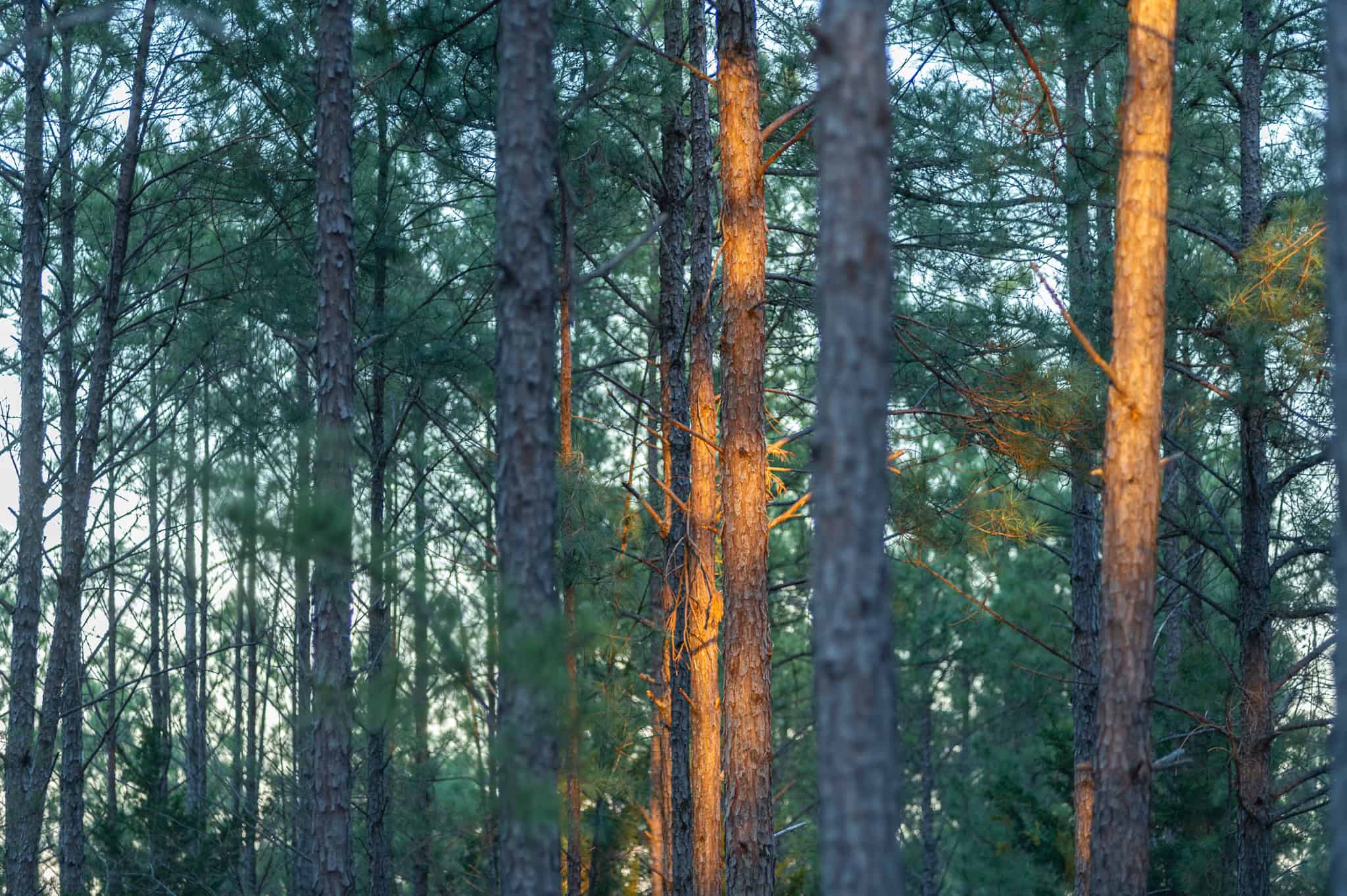 Premier East Texas Hunting & Timberland for Sale – 699 Acres in Ben Wheeler, TX