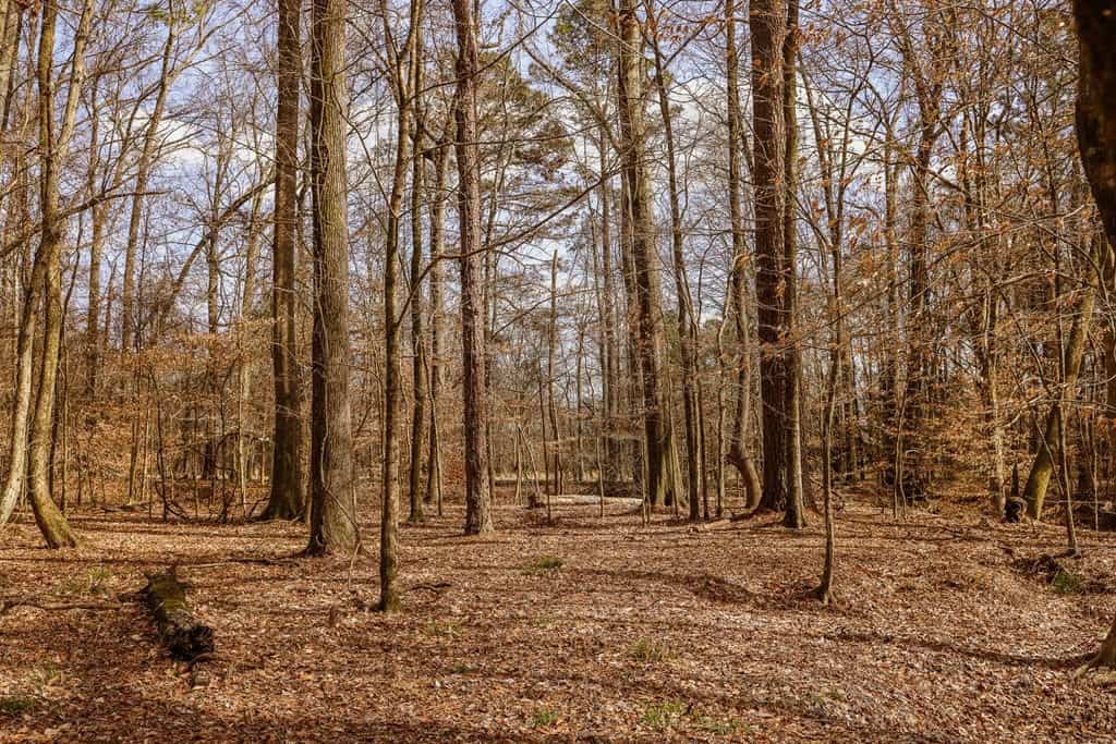 Land for Sale in Warren County, MS