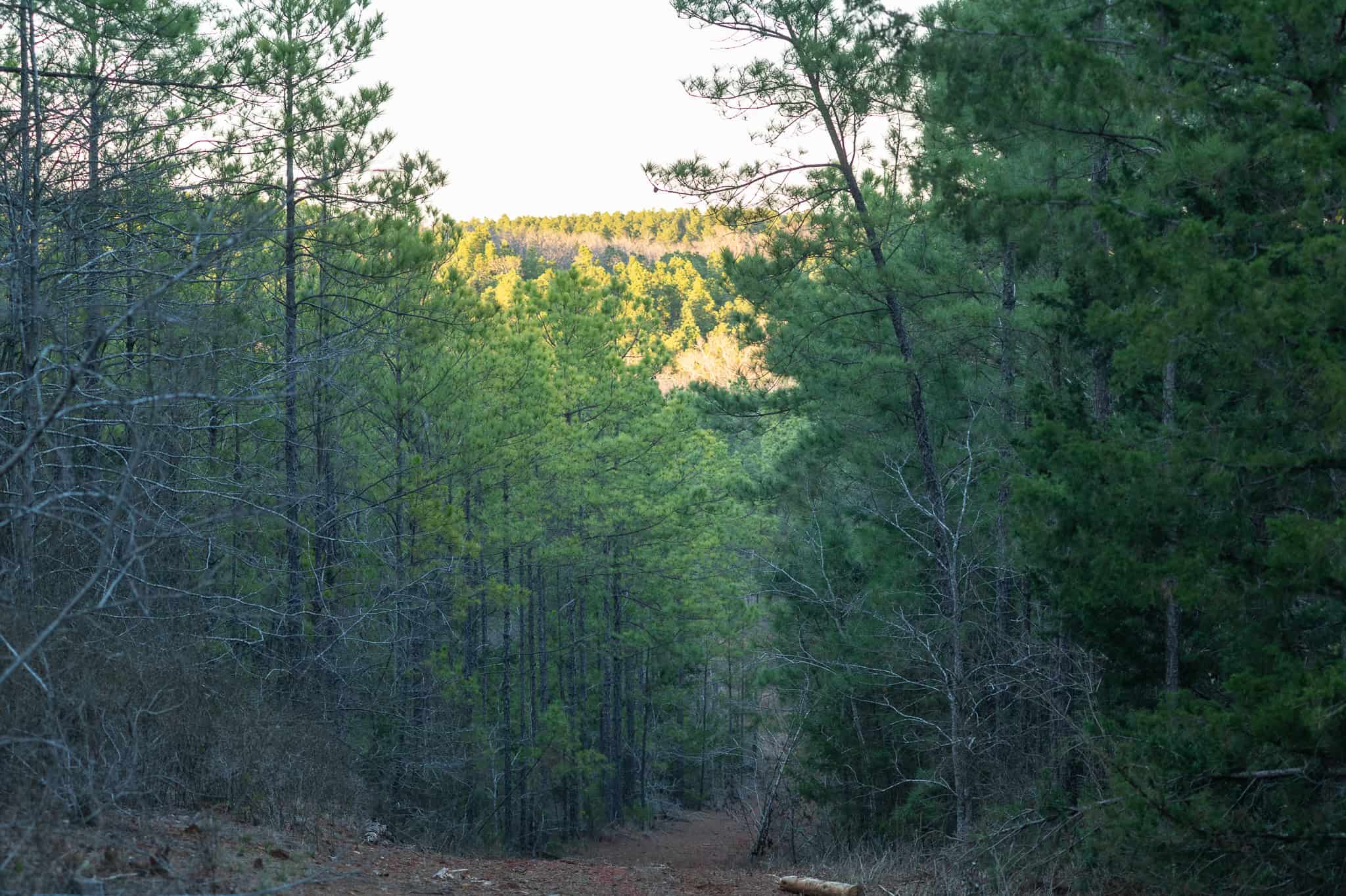 Premier East Texas Hunting & Timberland for Sale – 699 Acres in Ben Wheeler, TX