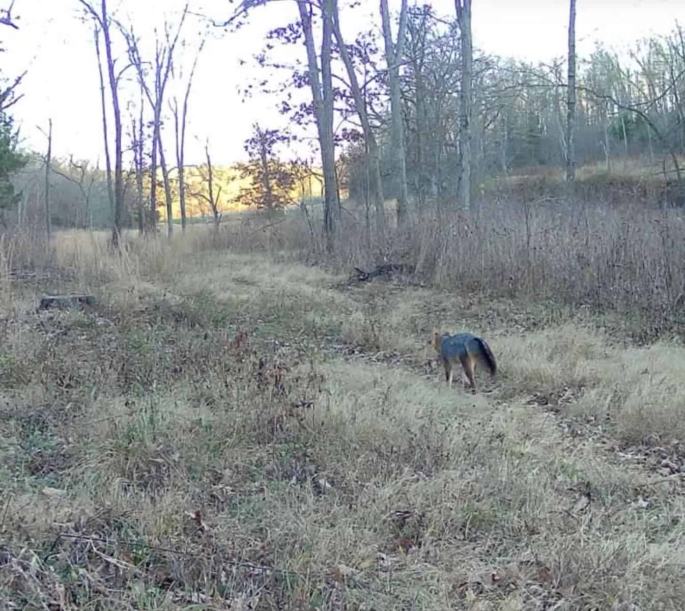 Acreage for Sale in Salem, Missouri