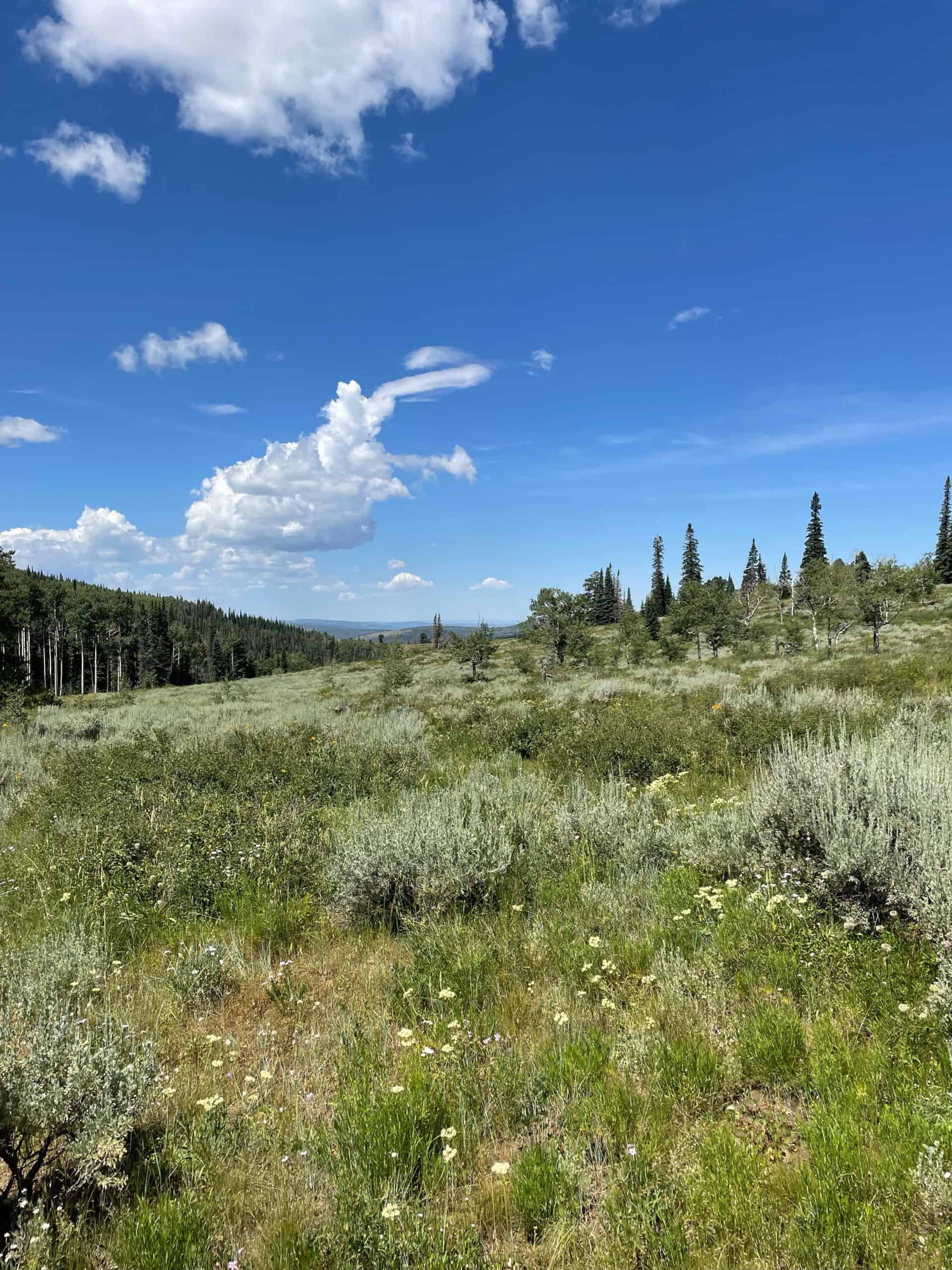 Colorado Outfitting Business for Sale Accessing National Forest