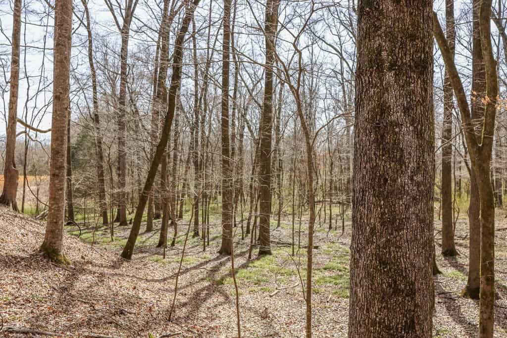 Land for Sale in Warren County, MS