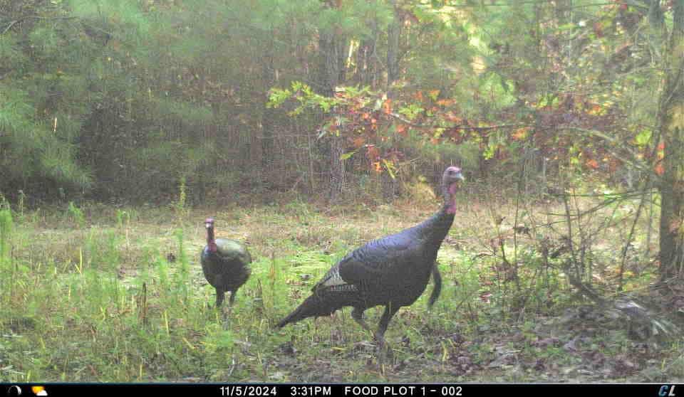 56 Acres of Hunting Property in Bertie County, NC