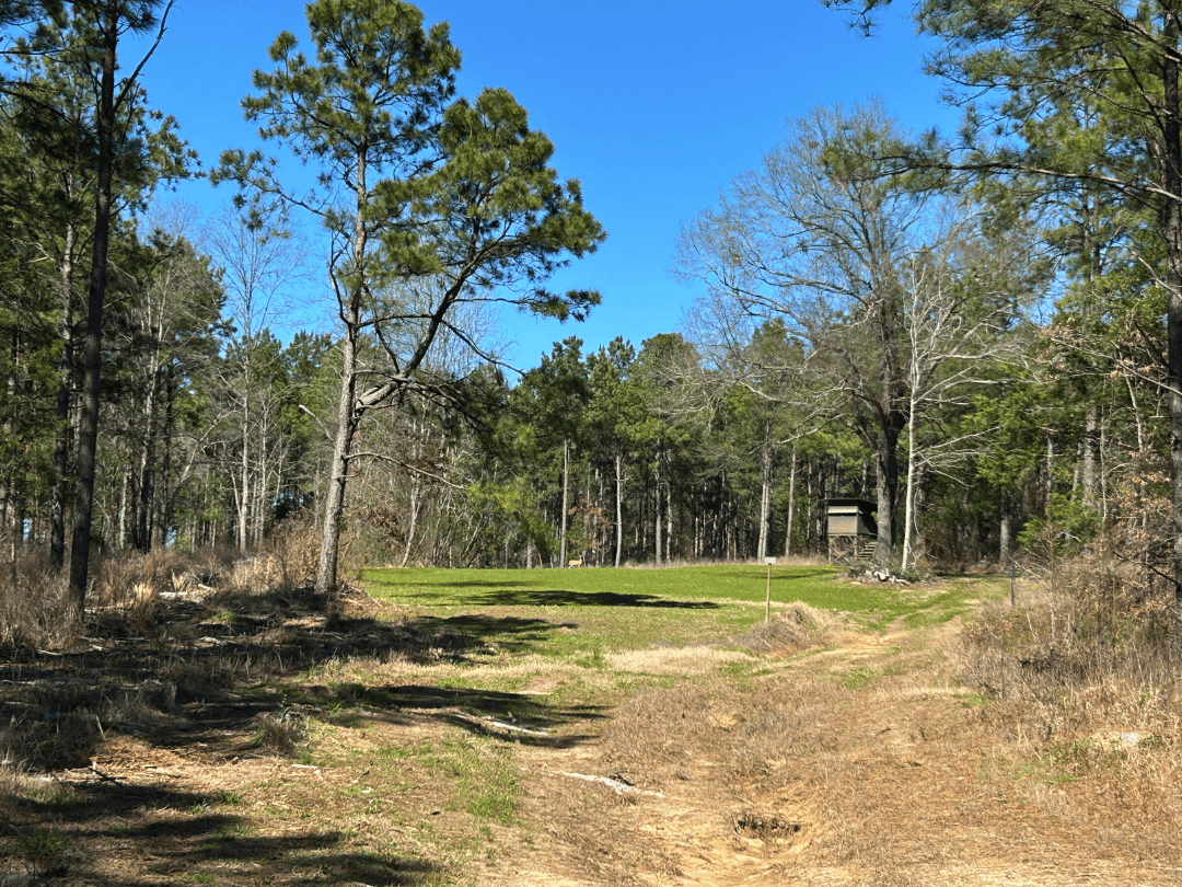East Texas Timberland Investment & Hunting Tract