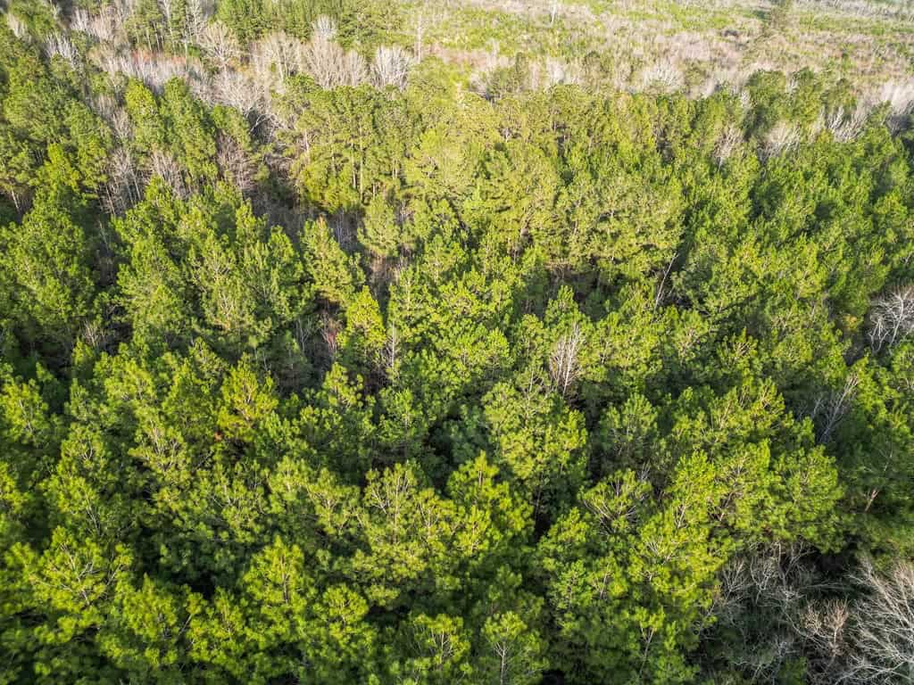 Land for Sale in Amite County, MS