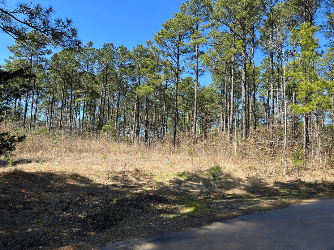 East Texas Land For Sale – Timber Investment & Hunting Property