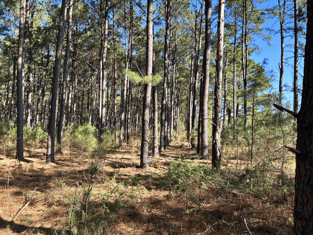 Hunting & Timber Investment Property for Sale in East Texas